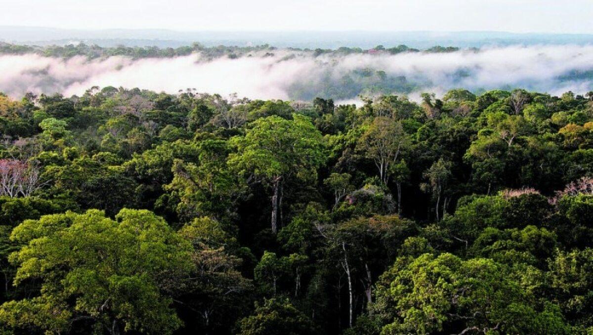 Excluir Mato Grosso da Amazônia Legal é dar um tiro no pé VGN