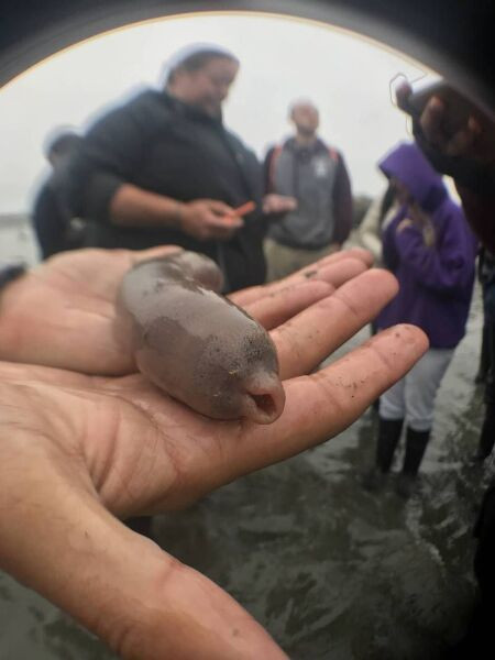 Banhistas Encontram Milhares De Peixe P Nis Em Praia Da Argentina