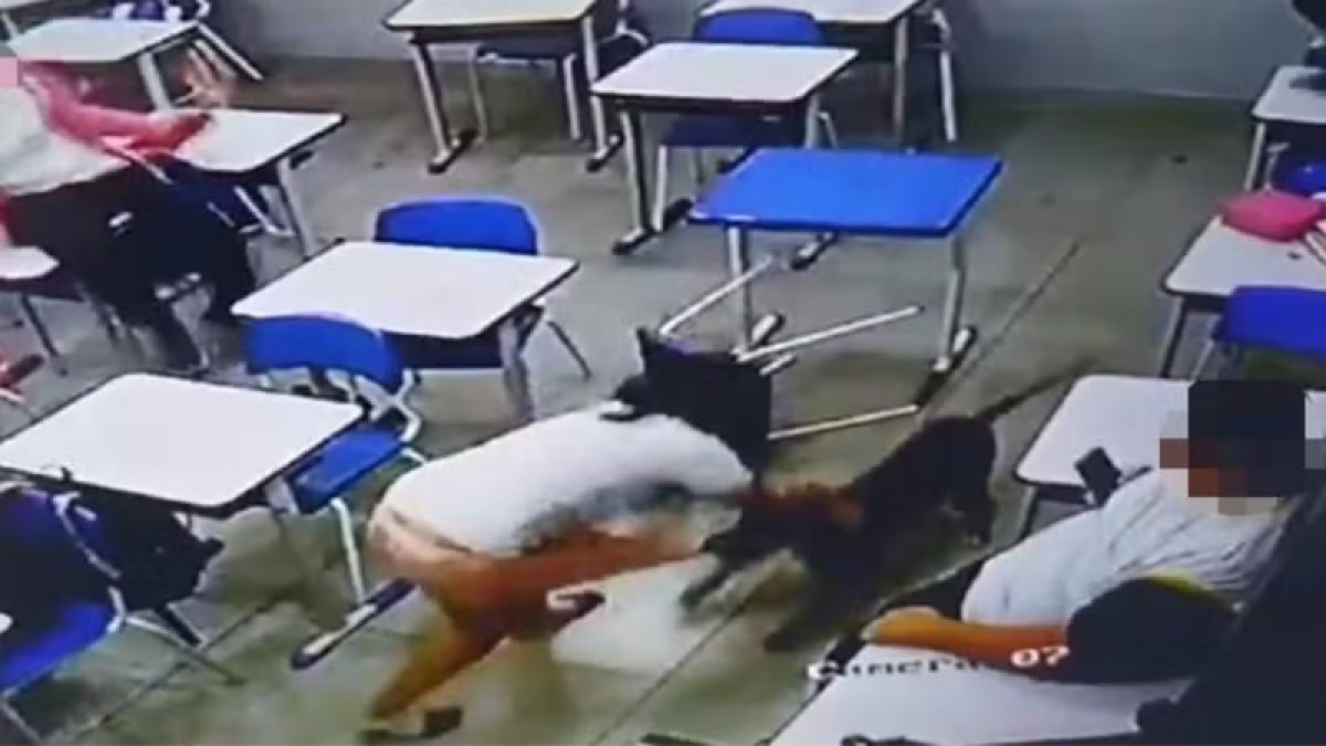 Menina De Anos Atacada Por Pitbull Na Sala De Aula Vgn