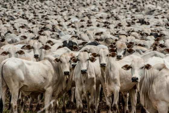 Quase 1 mil cabeças de gado estão em área desapropriada pelo Incra, para que os lotes possam ser entregues aos beneficiários de assentamento 