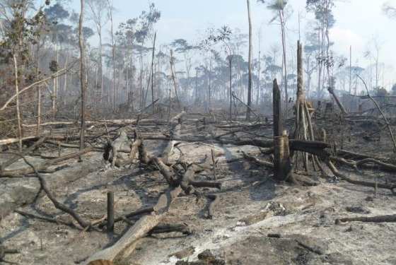 O foco da força-tarefa para frear desmatamento no Cerrado mato-grossense 