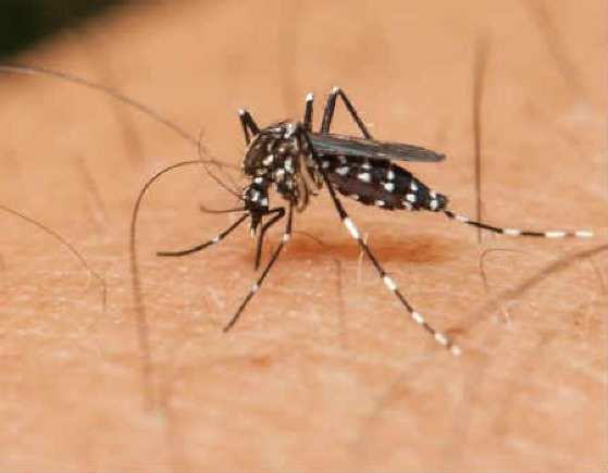 Com mais de 440 casos confirmados, Várzea Grande entra em nível de alerta 3 para dengue