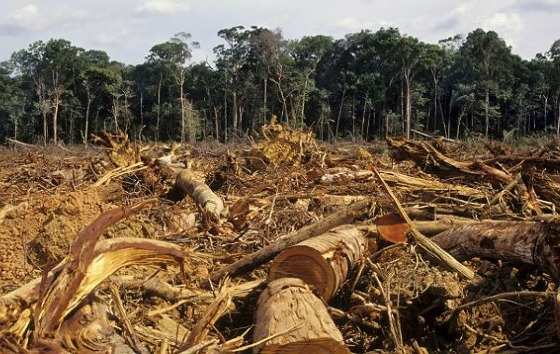 Programa federal tem como a redução do desmatamento e incêndios florestais