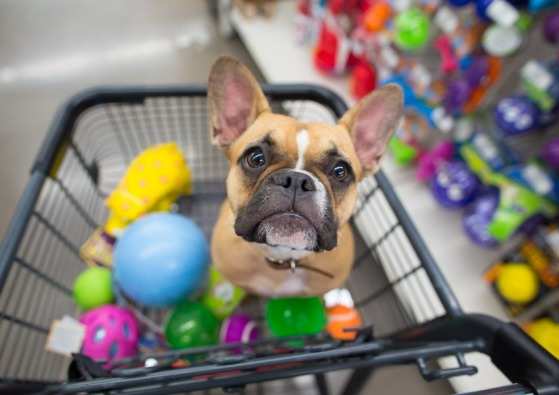 Ex-marido terá que pagar pensão para custear gastos com cachorro após separação