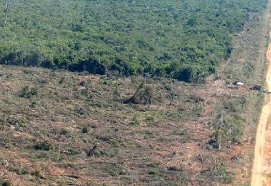 Empresário é acusado de praticar desmatamento de 762,6 hectares em MT