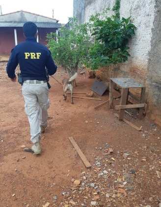 prf