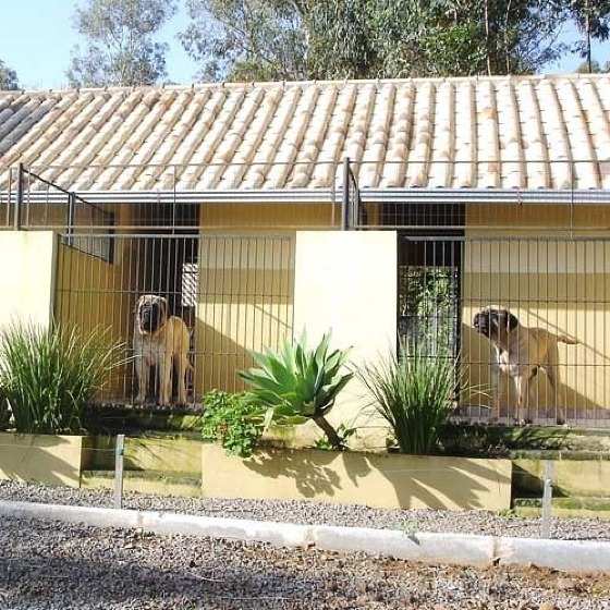Cachorros