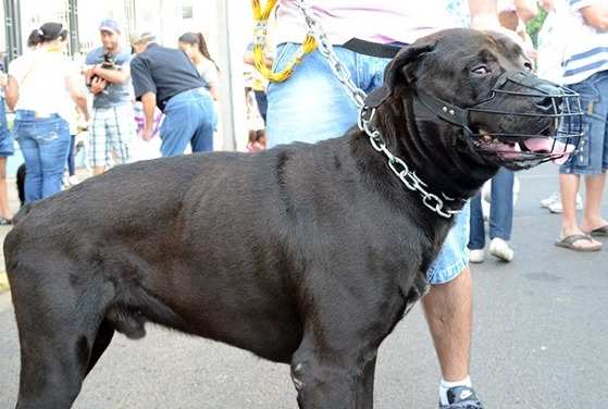 Cachorro