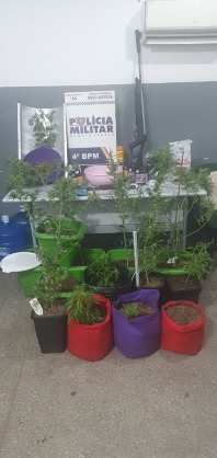 maconha
