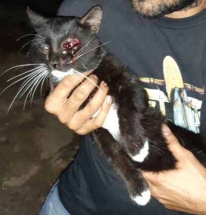 gato