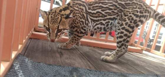 Jaguatirica