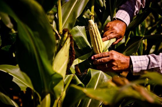 Agricultura familiar