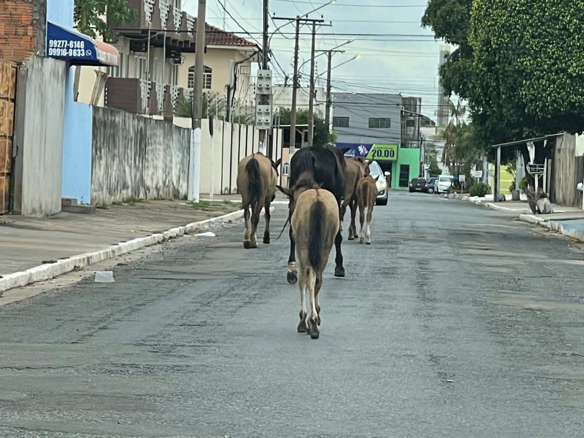 CAVALOS NA RUA