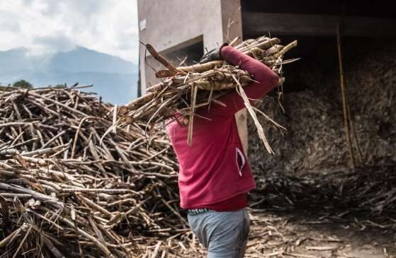 Homem carrega madeira em direção a indústria da Associação de Produtores de Palmeira, na divisa da Colômbia com o Peru, em 2016