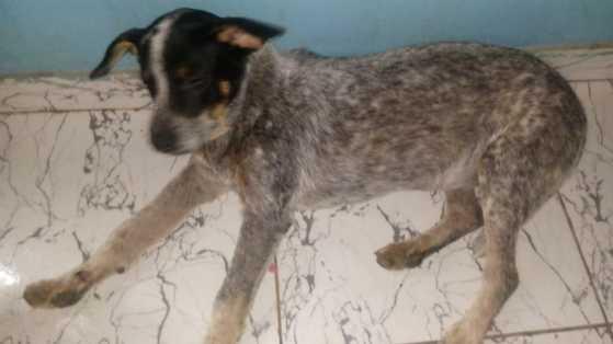Cachorro