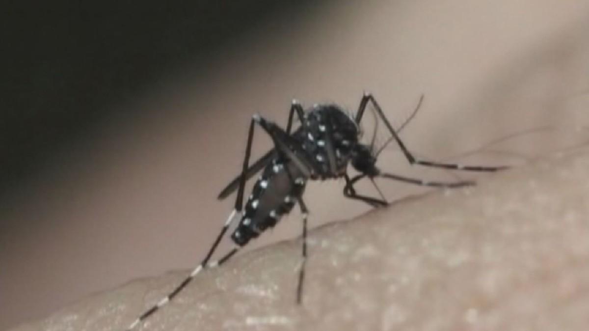 Aedes Aegypti, mosquito que transmite a dengue
