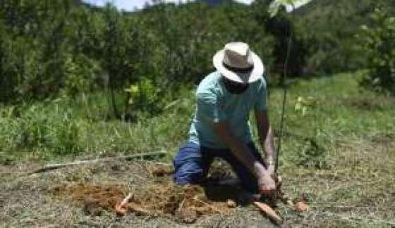Plantando uma Muda 