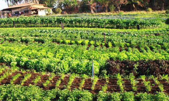 O programa é amplo e cobre tanto agricultura de grande porte como médios produtores