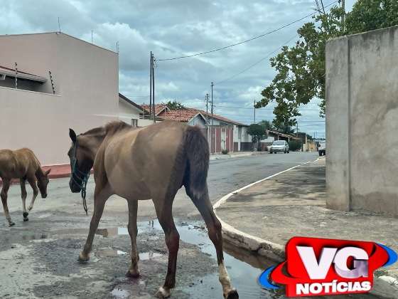 VG Notícias; Cavalos; MT