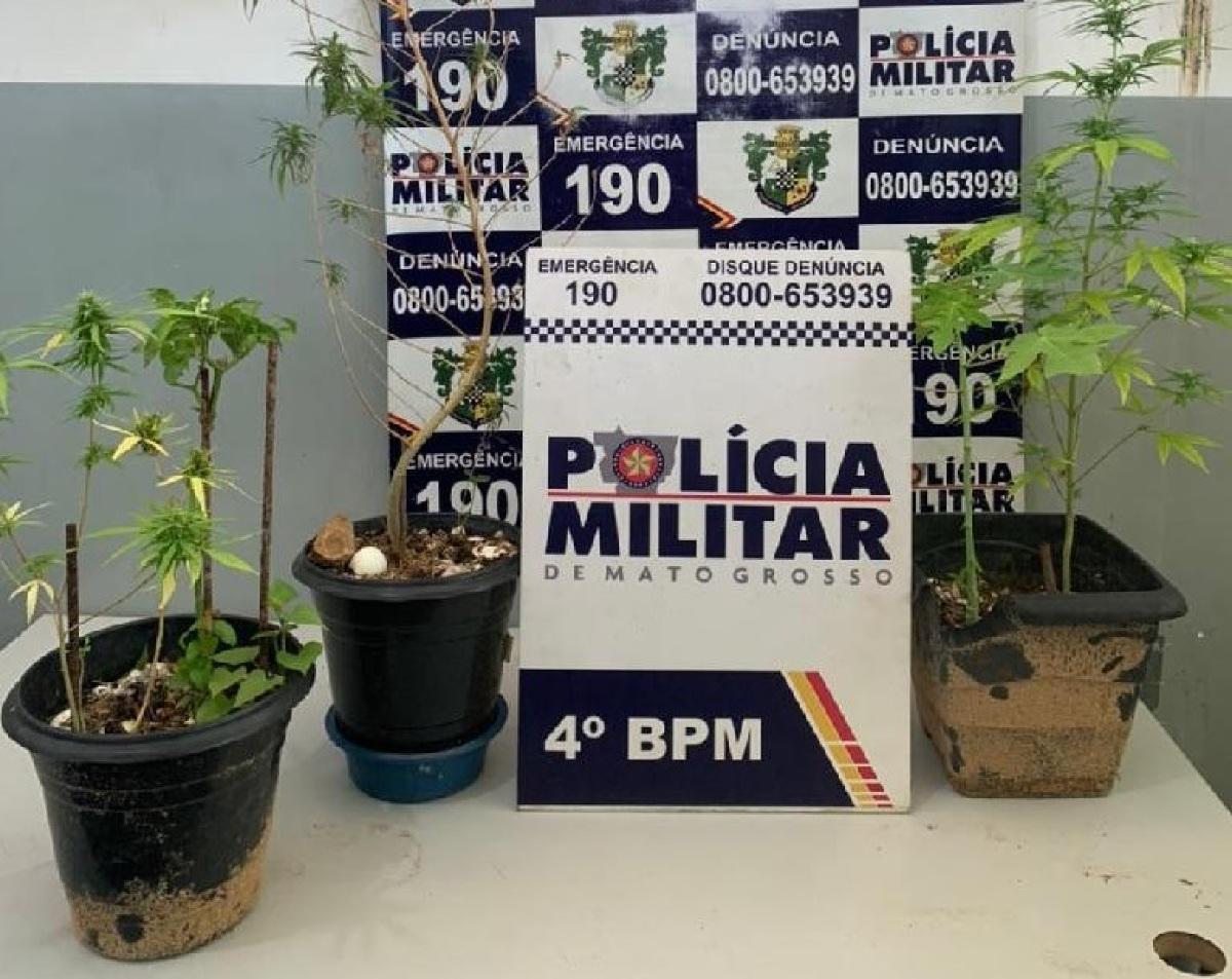 maconha