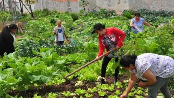 Projeto aprovado na Câmara prevê crédito mais barato para agricultoras familiares e incentiva produção sustentável