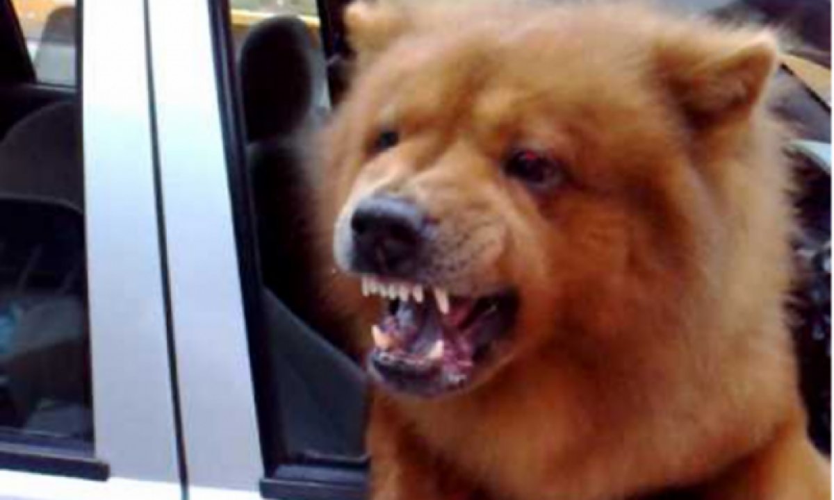 chow chow