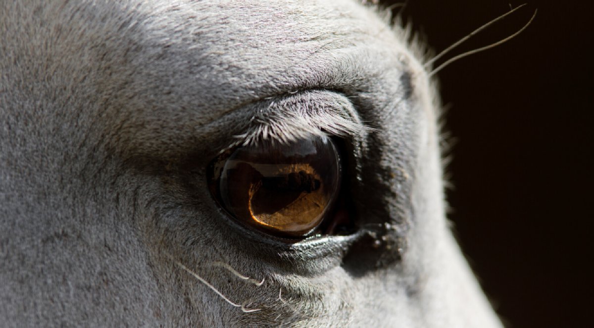 cavalo