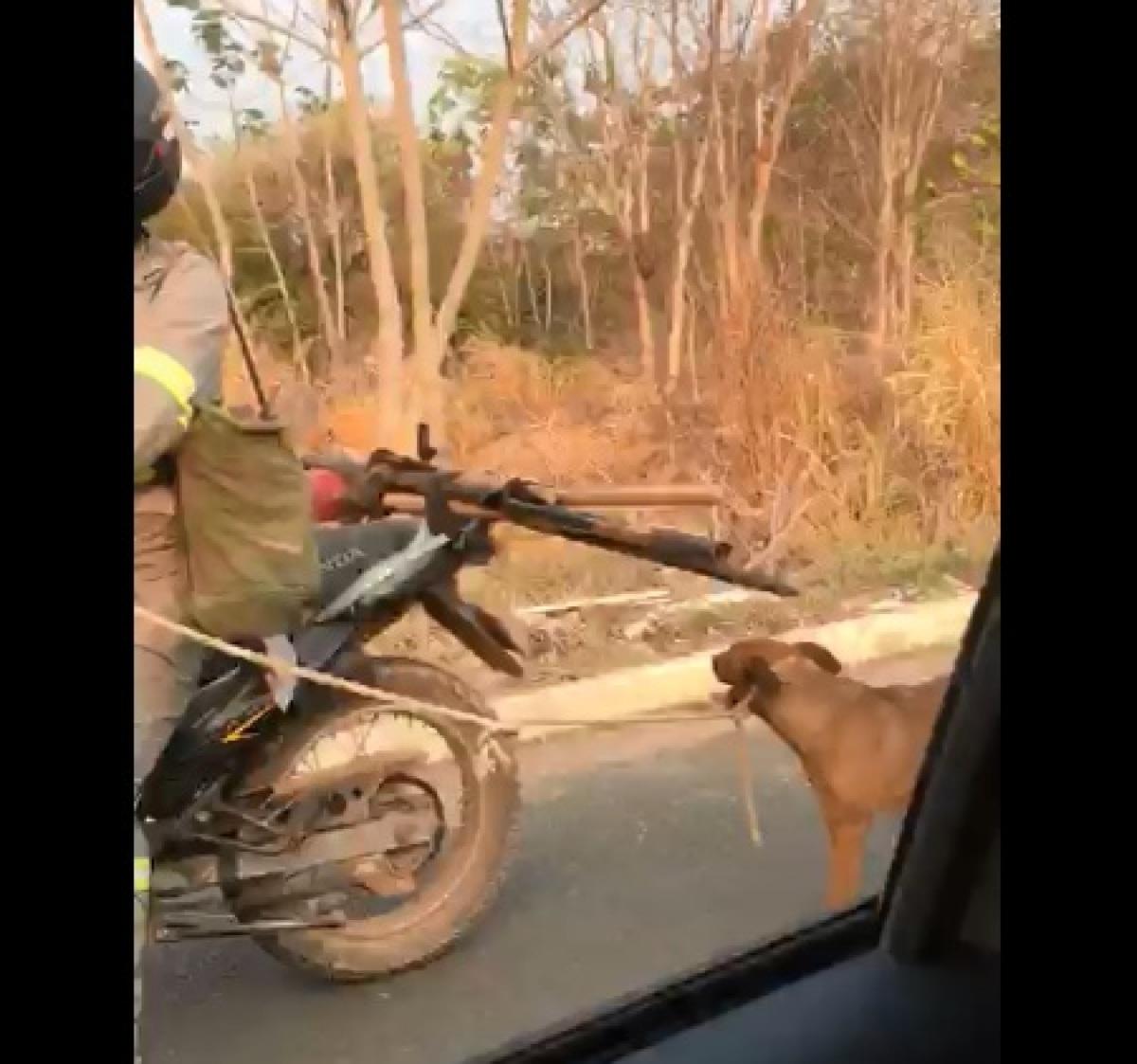 VGN; cachorro; arrastado; Cuiabá; crueldade