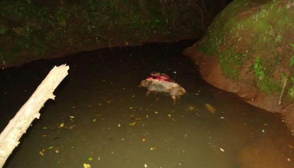 cadáver de cachorro 