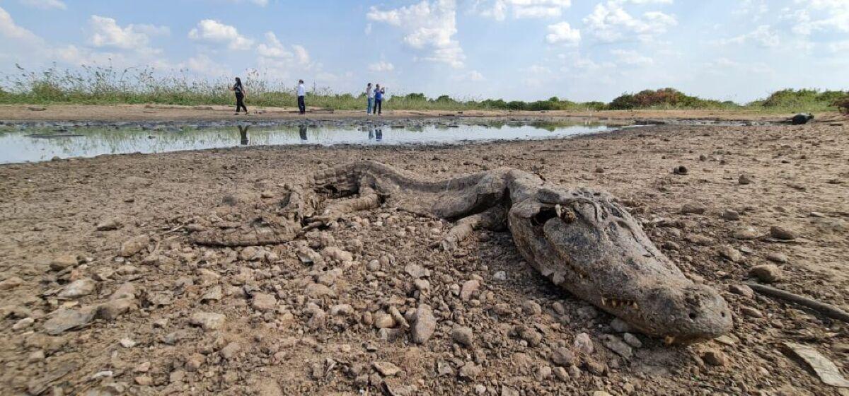 VGN; Pantanal; seca; jacarés mortos; poças de lama