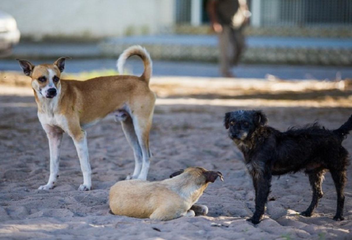 VGN_cães e gatos_projeto