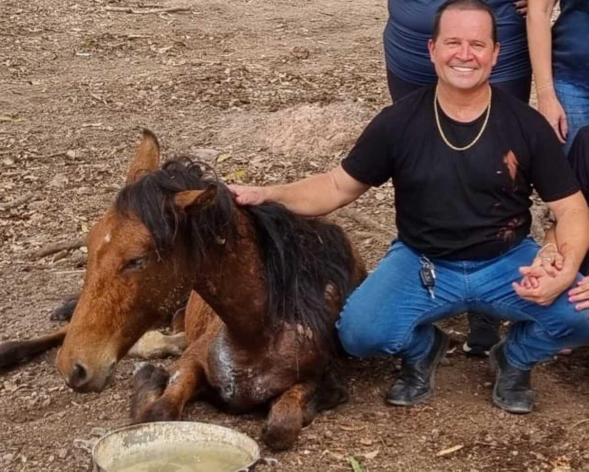 cavalo 