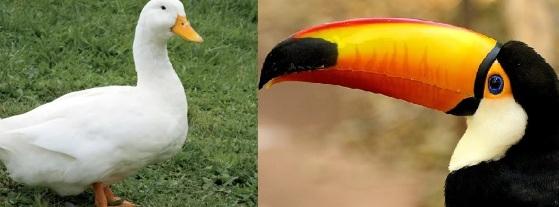 VGN_pato_tucano