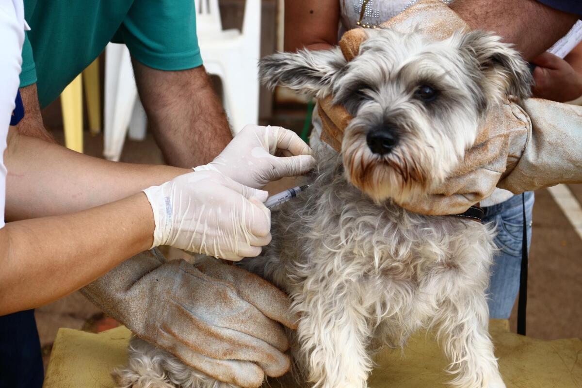 vacina de cão