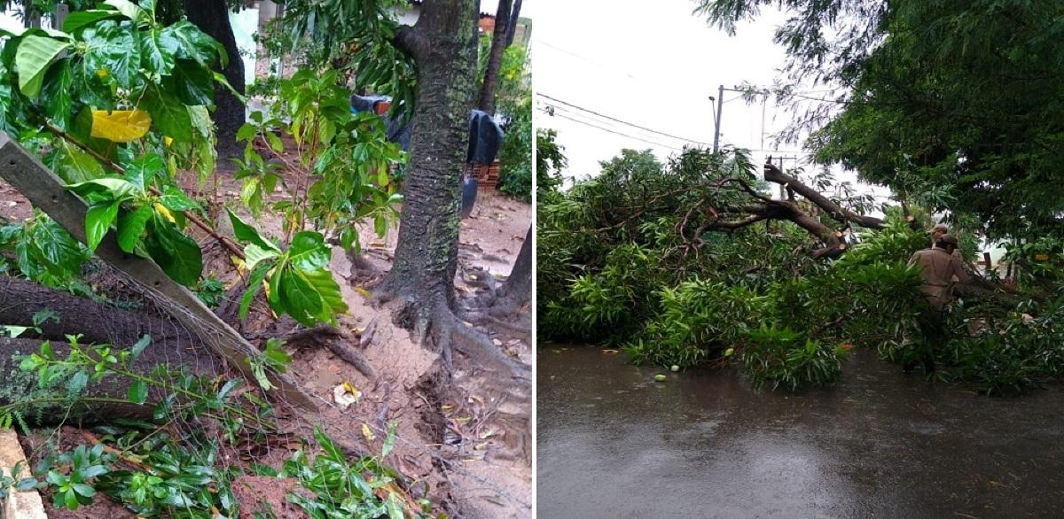 VGN; queda árvore; Mapim; Várzea Grande; Guarda Municipal; Corpo de Bombeiros