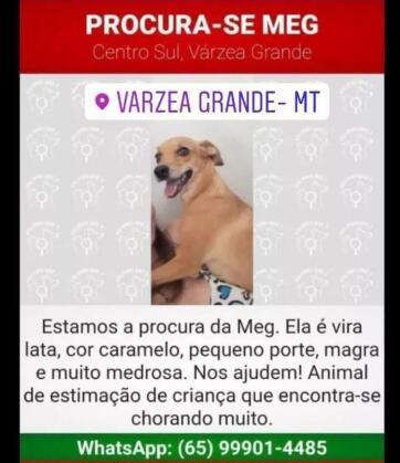 VGN; cachorrinha; desaparecida; Várzea Grande; Meg