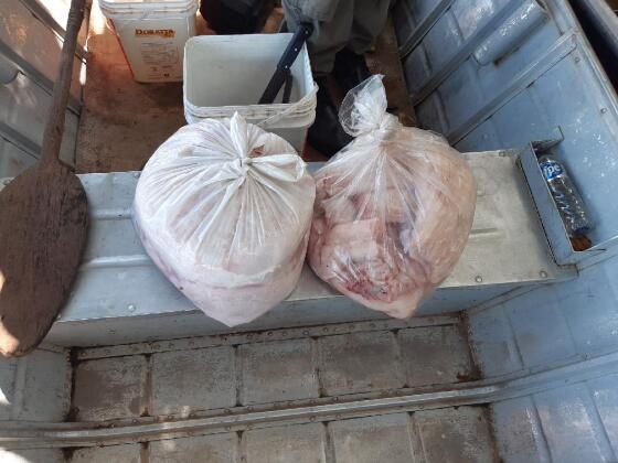 26 kg de carne de jacaré apreendido 