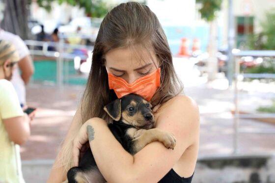 Feira de adoção de cães