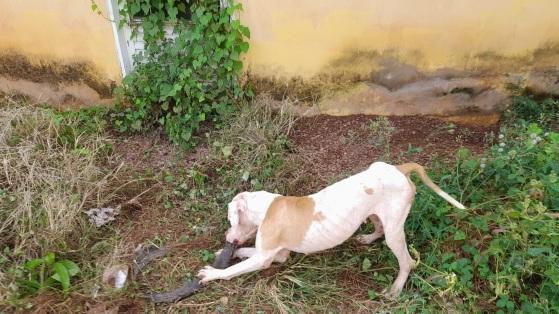 VGN; Pitbull; abandonada; residência; Cuiabá; resgatada 