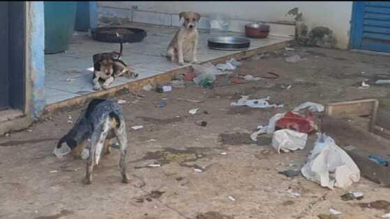 Cachorros abandonados