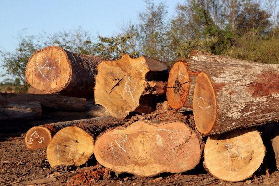 Lei permitia a isenção do ICMS sobre as operações de madeira em tora originadas de florestas plantadas ou de florestas nativas