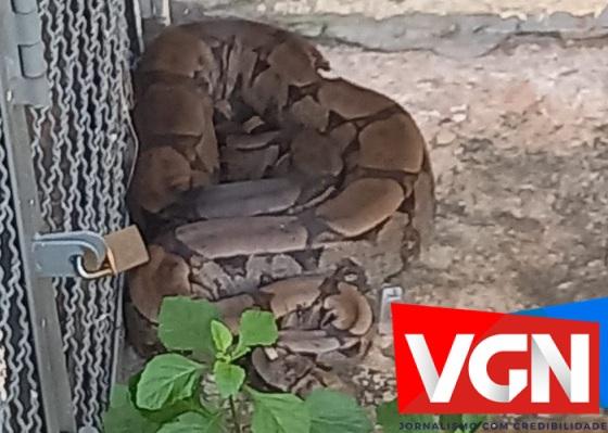 Jiboia é encontrada em residencial de VG.