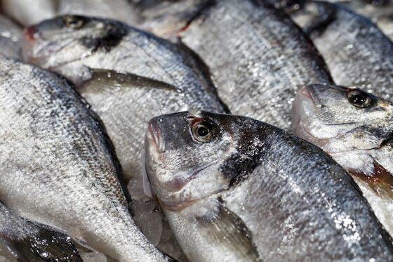 Variedade de peixes pode ser encontrada em sete bancas