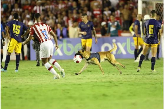 Pastor Alemão da PM pega a bola,  "rouba" a cena e se torna sensação da final do campeonato pernambucano nesta 5ª