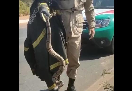 Policial da GM exibe a serpente