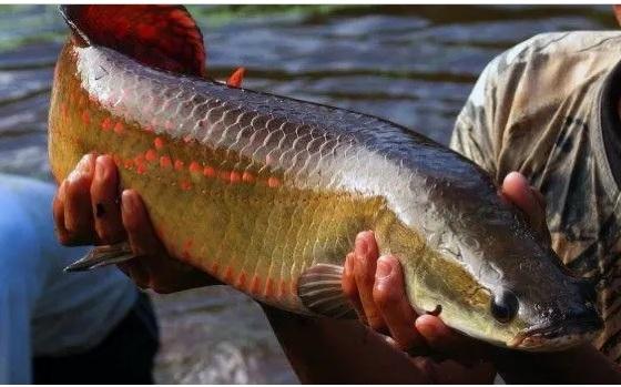 O peixe tem habitat natural na Bacia Amazônica