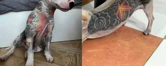 Proposta estabelece pena de 2 a 5 anos de reclusão, multa e proibição de guarda o animal 