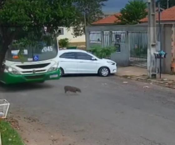 Justiça apontou que ficou comprovado nos autos que motorista teve vontade consciente de atropelar cadela 