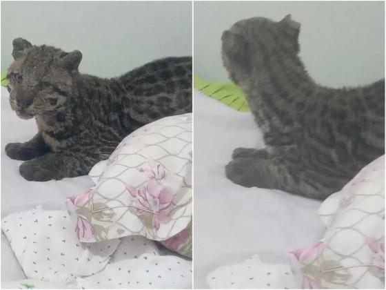 Jaguatirica foi encontrada em cima da cama de uma criança