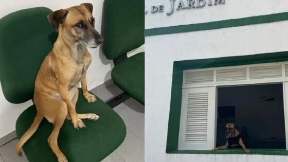 cachorra policial civil